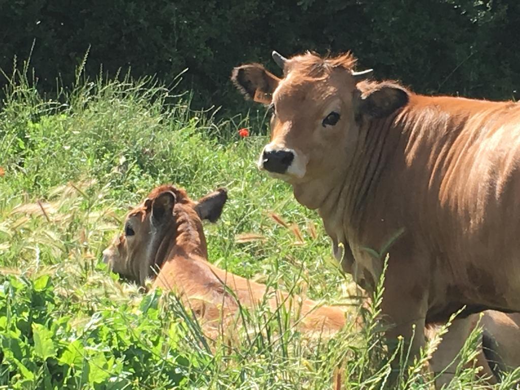 Capannacce Organic And Horse Farm Βίλα Rapolano Terme Εξωτερικό φωτογραφία